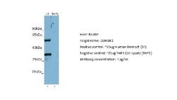 DDRGK1 Antibody, Novus Biologicals 100 &mu;L; Unconjugated:Antibodies,